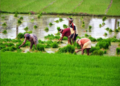 Agri finance company Kissandhan eyes 15% of Farmers Producer Organisation business, signs up four FPOs in West Bengal