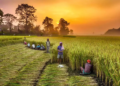 Food security: How to deal with effects of climate change on Indian agriculture