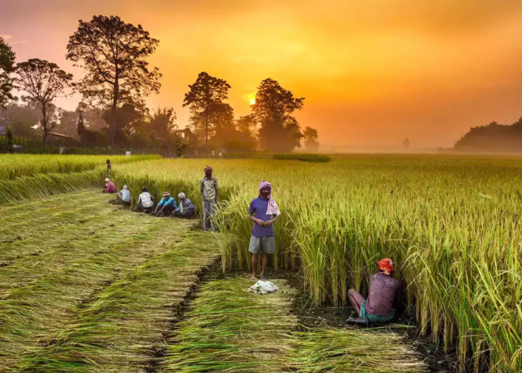 Food security: How to deal with effects of climate change on Indian agriculture