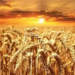Subsidy, PLI in agriculture industry's Budget 2023 wish list