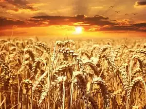 Subsidy, PLI in agriculture industry's Budget 2023 wish list