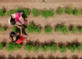 AI for agriculture: How Indian farmers are harnessing emerging technologies to sustainably increase productivity