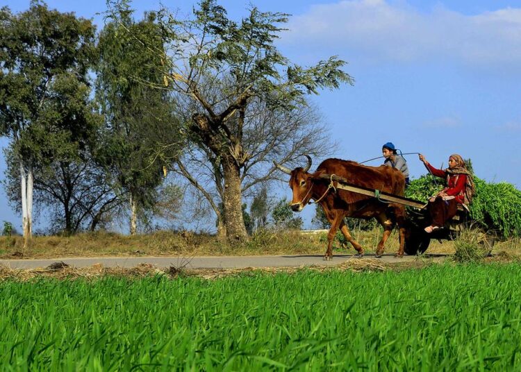 Growth dips, public investment stagnant in agriculture sector