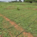 Is India in step to develop a sustainable agricultural future as envisioned in COP27?