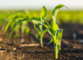 Five Key Trends to Watch out for in AgriTech