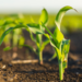 Five Key Trends to Watch out for in AgriTech