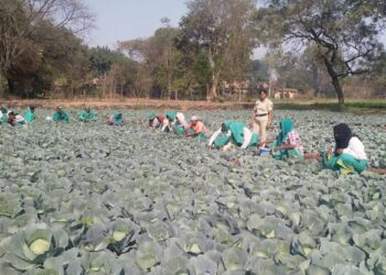 Around 900 inmates--50 of them women--are employed daily in prison agriculture activities.