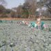 Around 900 inmates--50 of them women--are employed daily in prison agriculture activities.