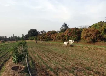 Will Agriculture of India ever rule the world