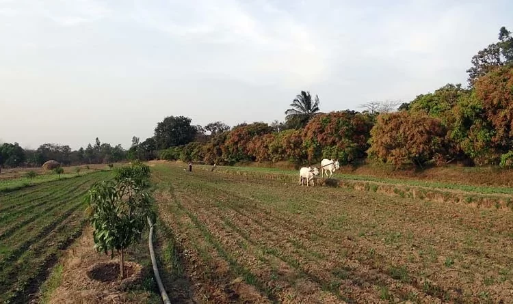 Will Agriculture of India ever rule the world