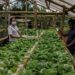 A food shed in one of the provinces in Negros Islands uses the aquaponics system in growing crops to reduce reliance on market forces. It is a project started in 2020 by the World Wide Fund for Nature-Philippines, a food company and technical partner Multi-Sectoral Alliance for Development-Negros.