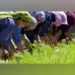 J-K farmers happy with 29 projects of agriculture department on 'holistic development'