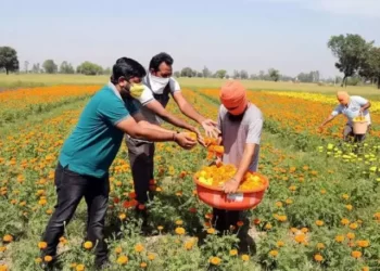 Kisan Mela, which was opened by Deputy Commissioner Vishesh Paul Mahajan, marked start of agricultural activity in hilly district after a long winter