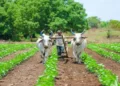 A firm in Maharashtra's Latur district will carry out organic farming