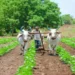 A firm in Maharashtra's Latur district will carry out organic farming