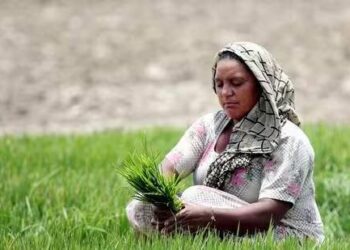 Cabinet gives nod to 3 new co-ops in agriculture sector