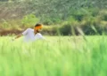 Indian agriculture