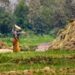 India’s natural, organic farming strategy for rice and wheat