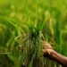 Indian Agriculture: Confronting challenges- reaping harvests, BAL Managing Director