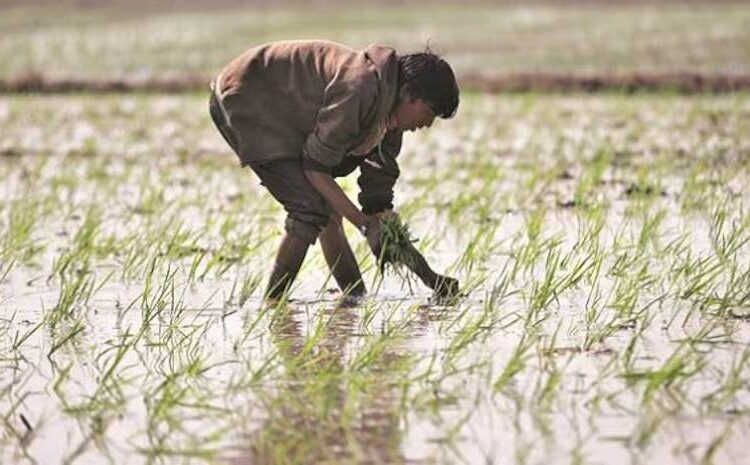 Union Budget 2023: What did FM Nirmala Sitharaman announce for agriculture?