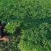 A farmer harvests mint in Karnataka. (AFP)