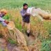 According to latest official data from a background note prepared by the ministry of agriculture on “the functioning of the agricultural credit system in the country”, the share of investment credit in total agriculture credit stood at 41% during 2021-22, one percentage point below its peak of 42% achieved in 2006-06. (AFP)
