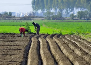 No big push announcements have been made for the farm sector in the Budget