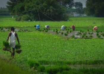 Budget 2023: Agricultural sector anticipates incentives for innovative technologies