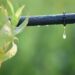 Irrigation Association of India & Agriculture Ministry to Host Conference On Micro Irrigation to Boost Water Productivity & Crop Yield