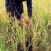 Agriculture Accelerator Fund To Encourage Startups: Finance Minister
