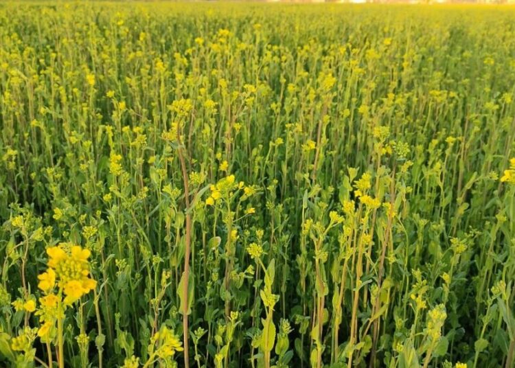 Throughout north India, this is the first time mustard has been harvested in February. Photo: Indra Shekhar Singh