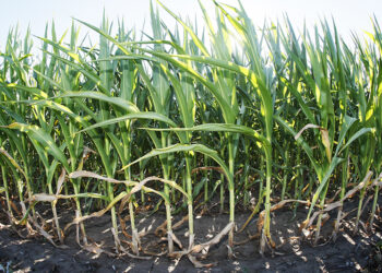 The Purdue-led Integrated Midwest Partnerships for Actionable Climate Tools and Training (IMPACT2) project will explore how farmers might diversify their crop production as a hedge against projected lower corn yields in the wake of climate change.
