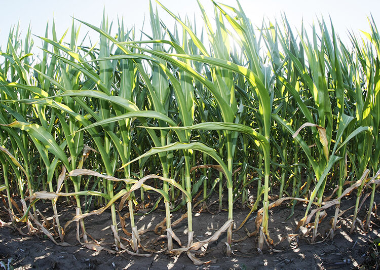 The Purdue-led Integrated Midwest Partnerships for Actionable Climate Tools and Training (IMPACT2) project will explore how farmers might diversify their crop production as a hedge against projected lower corn yields in the wake of climate change.