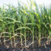 The Purdue-led Integrated Midwest Partnerships for Actionable Climate Tools and Training (IMPACT2) project will explore how farmers might diversify their crop production as a hedge against projected lower corn yields in the wake of climate change.