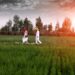 India’s foodgrain production estimated at 330 million tonnes for 2022-23: Third Advance Estimate