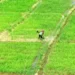 Govt allows 5 pvt firms for cluster farming in 50,000 hectares with Rs 750cr investment
