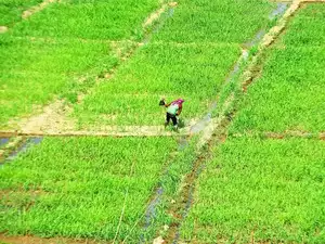 Govt allows 5 pvt firms for cluster farming in 50,000 hectares with Rs 750cr investment