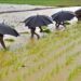 El Nino & It’s Impact On Indian Agriculture