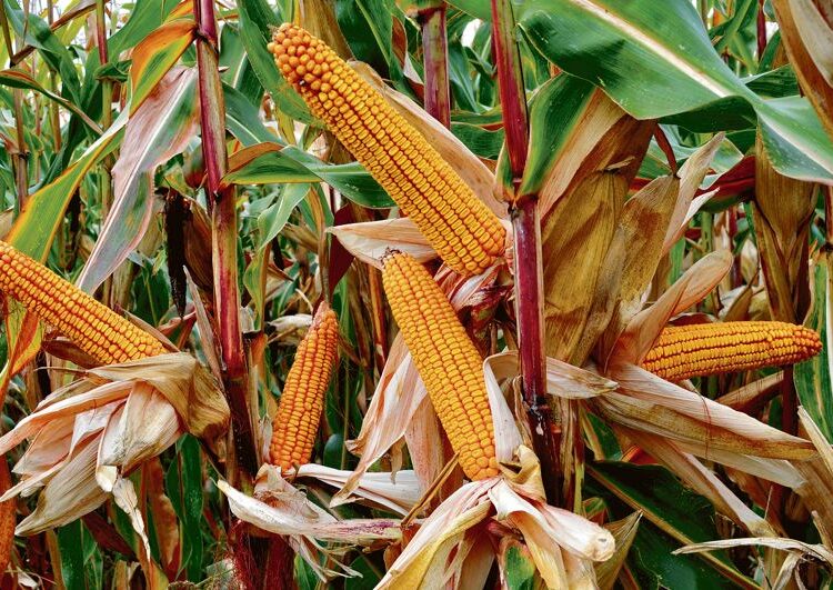 DURING the kharif season, maize (sauni-makki) used to be the most important crop in Punjab up to 1973-74, when it was cultivated on 5.67 lakh hectares (ha), followed by cotton (American and desi, 5.23 lakh ha) and paddy (parmal and basmati, 4.99 lakh ha).