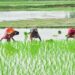 SAS India collaborates with Ganpat University to launch M.Sc. Program in Agriculture Analytics