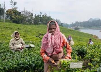 Agriculture accounts for 15% of the country’s gross value added and is the largest source of employmen