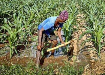 Farmers will learn traditional Indian alternatives to chemical pesticides and fertilisers