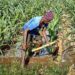 Farmers will learn traditional Indian alternatives to chemical pesticides and fertilisers