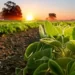 Agri Min Issues Draft Guidelines For Registration Of Bio-Stimulants