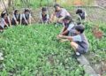 Thane, India - January 4, 2018: Farming at St. Xaviers school, Bhrahmand in Thane, India, on Thursday, January 4, 2018.