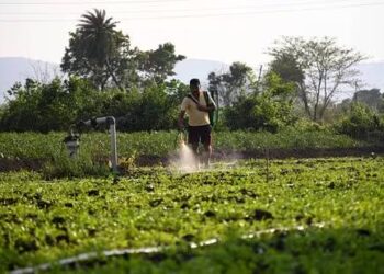 The success of PM-Pranam, the flagship scheme in the push towards natural farming, will squarely depend on the states. It seeks to hand out cash incentives to state governments that can cut their consumption of chemical soil nutrients