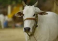 Small dairy farmers: The backbone of Indian dairy