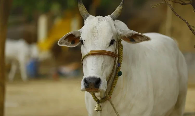 Small dairy farmers: The backbone of Indian dairy