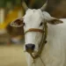 Small dairy farmers: The backbone of Indian dairy
