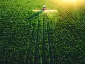 Summer crop area marginally down YoY
